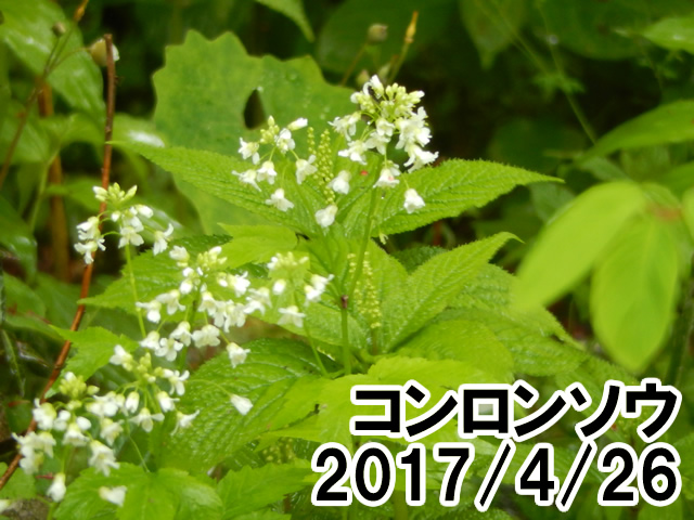 コンロンソウ