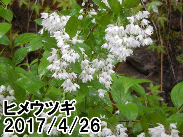 ヒメウツギ