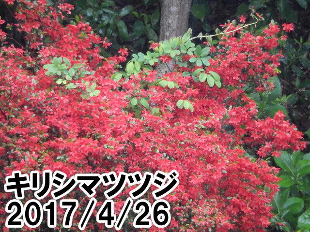 キリシマツツジ