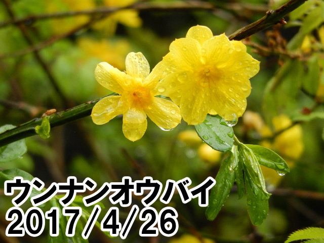 ウンナンオウバイ