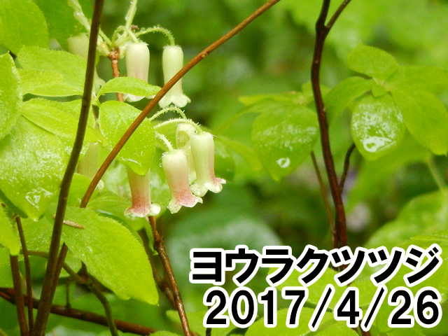 ヨウラクツツジ