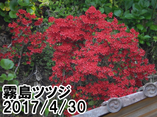 キリシマツツジ