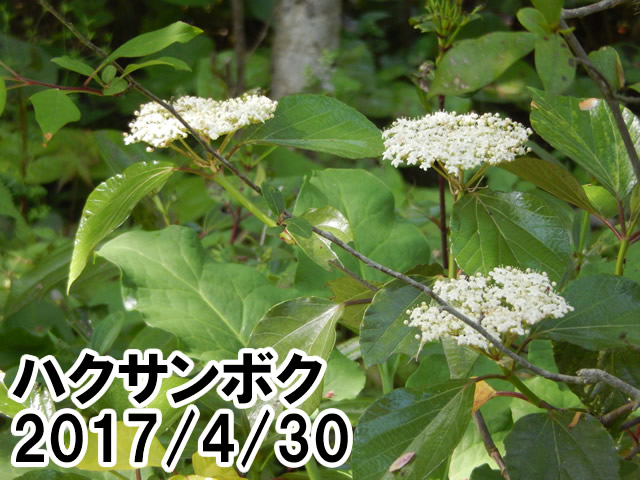 ハクサンボク