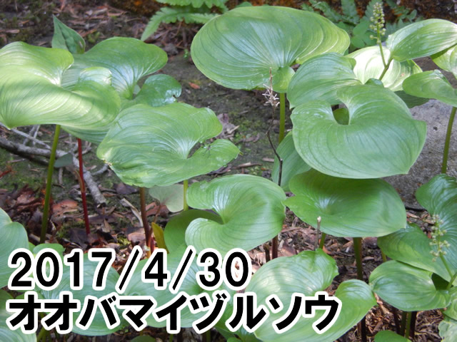 オオバマイヅルソウ