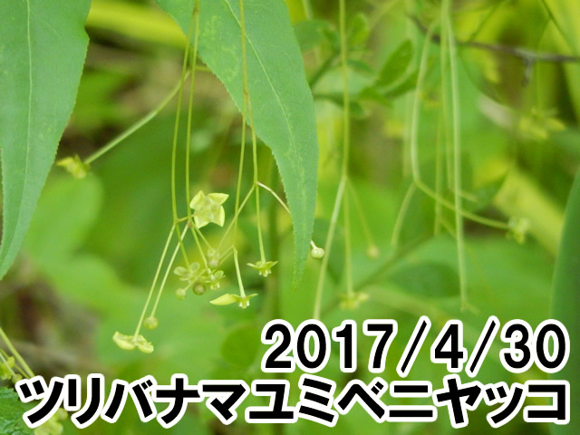 ツリバナマユミベニヤッコ