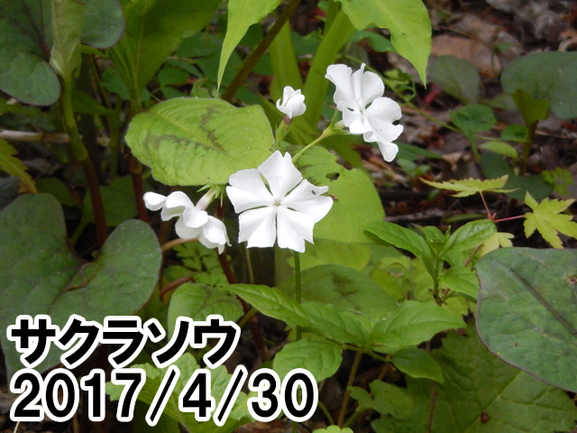 サクラソウ