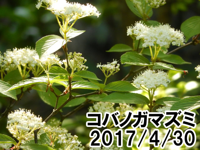 コバノガマズミ