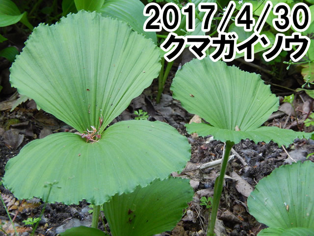 クマガイソウ