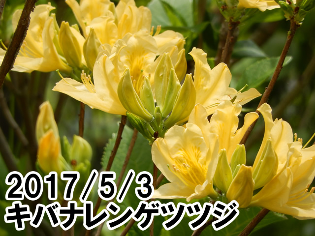 キバナレンゲツツジ