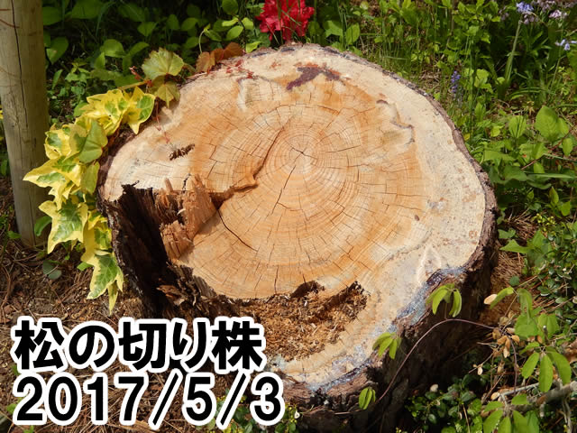 松の切り株