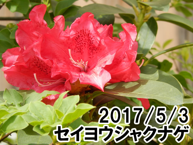 セイヨウシャクナゲ