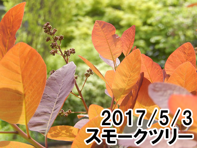 スモークツリー