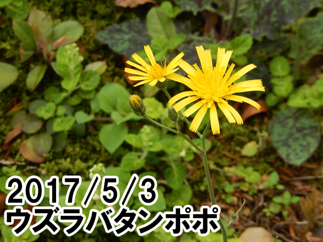 ウズラバタンポポ