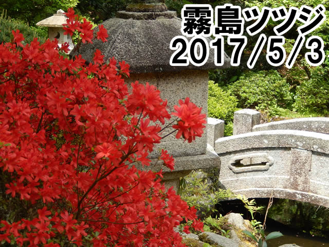 蔵六園キリシマツツジ