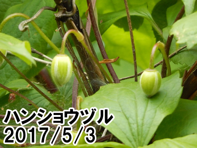 ハンショウヅル