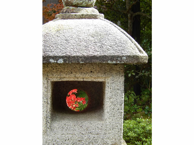 キリシマツツジ