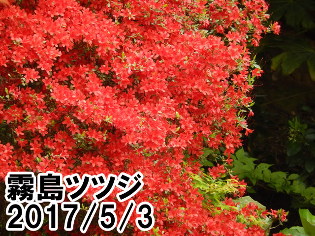 蔵六園キリシマツツジ