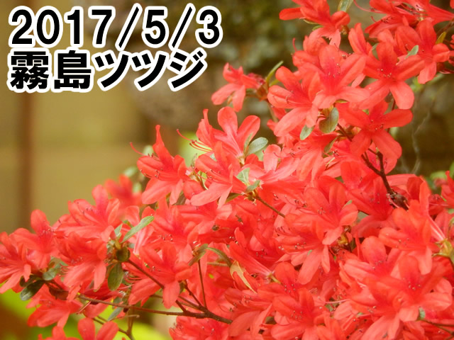 キリシマツツジ