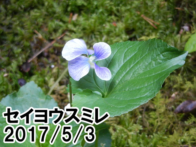 セイヨウスミレ