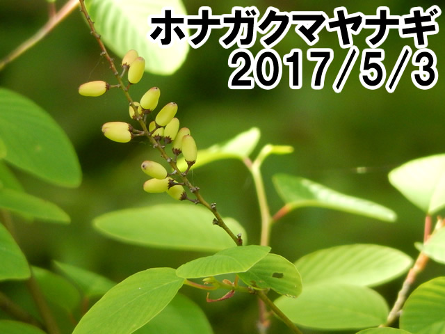 ホナガクマヤナギ