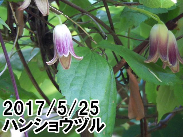 ハンショウヅル