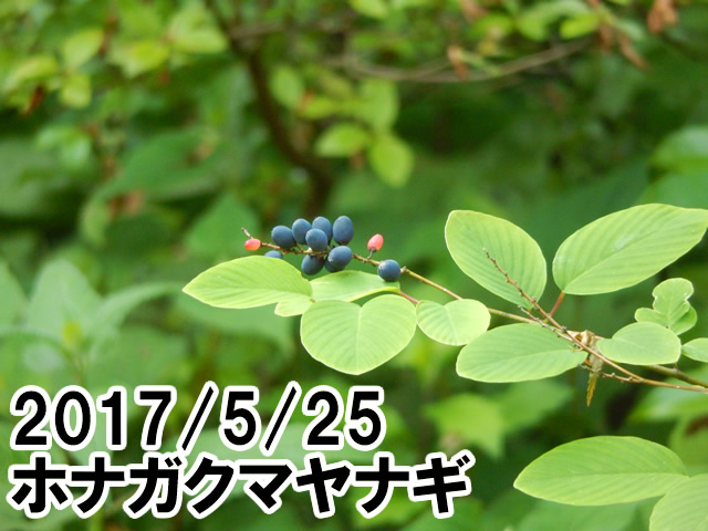 ホナガクマヤナギ