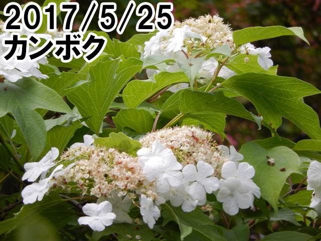 カンボク