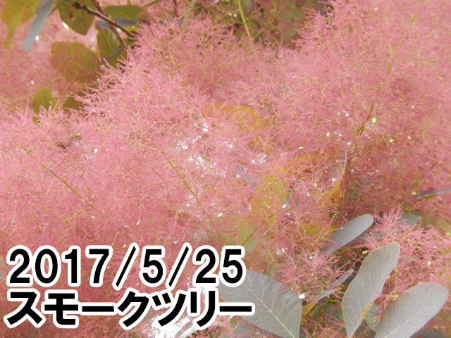 スモークツリー