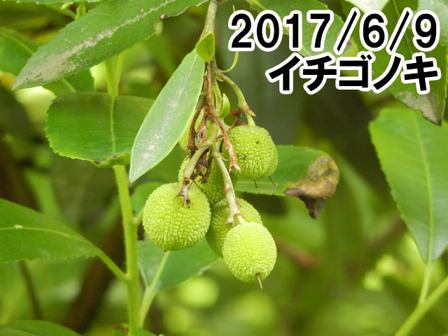 イチゴノキ