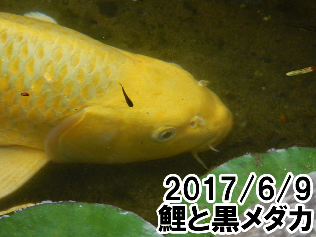 鯉と黒メダカ
