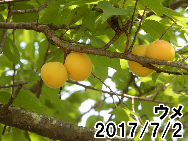 ウメ