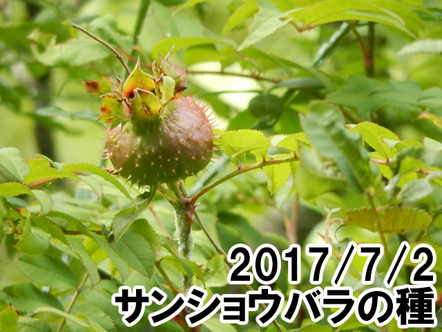 サンショウバラ