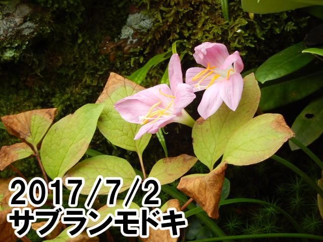 サフランモドキ