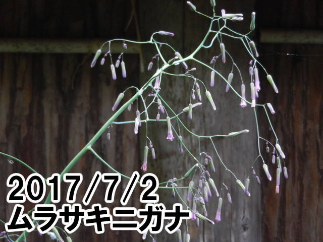 ムラサキニガナ