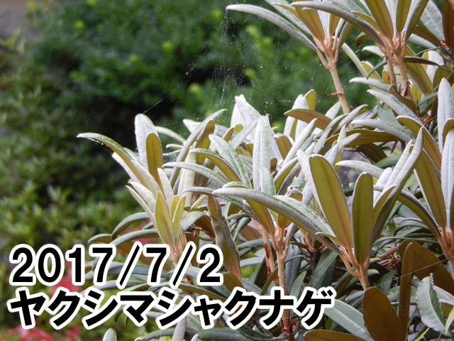 ヤクシマシャクナゲ