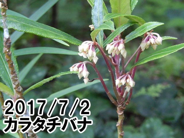 カラタチバナ