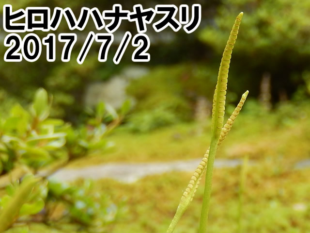 ヒロハハナヤスリ