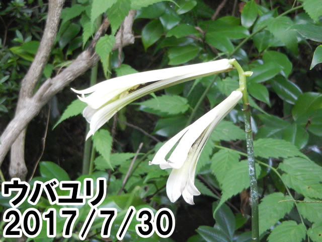 ウバユリ