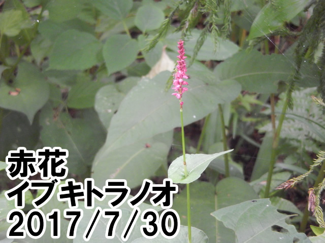 赤花イブキトラノオ