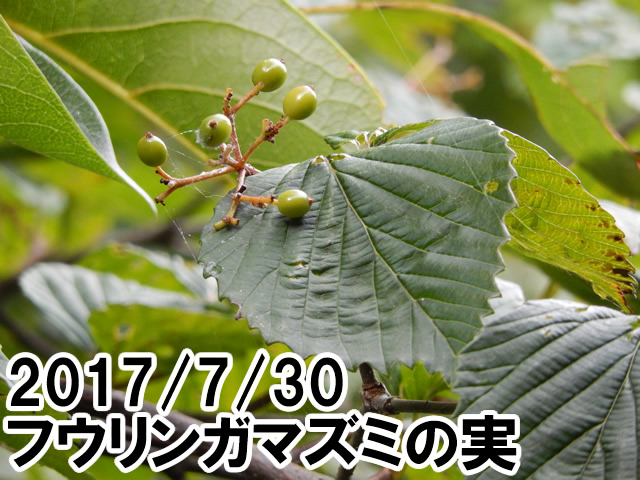 フウリンガマズミの実