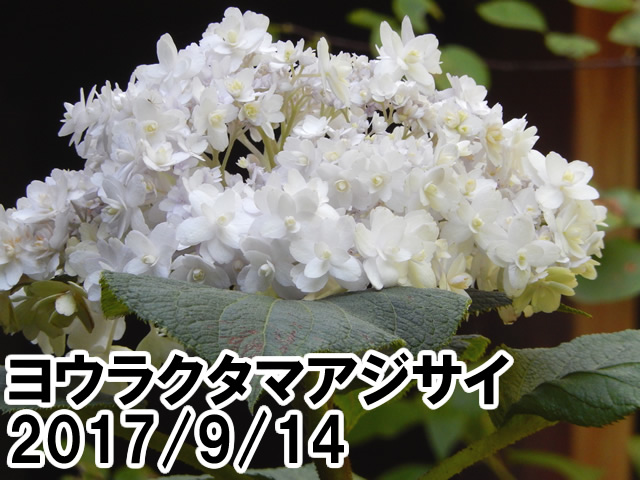 ヨウラクタマアジサイ