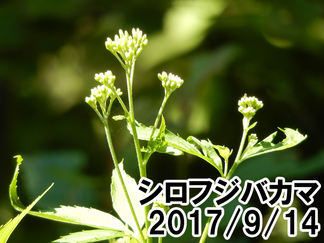 シロフジバカマ