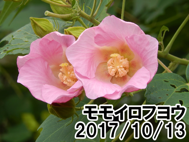 モモイロフヨウ