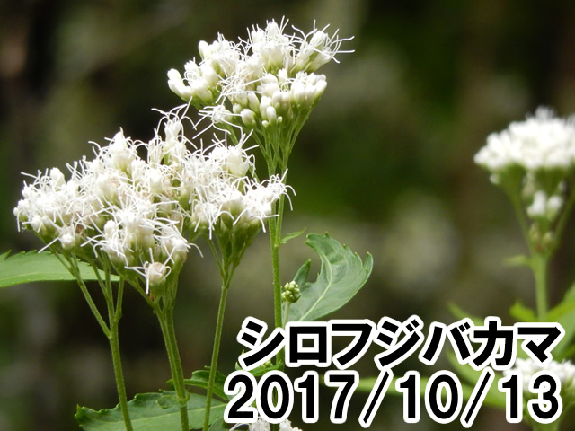 シロフジバカマ