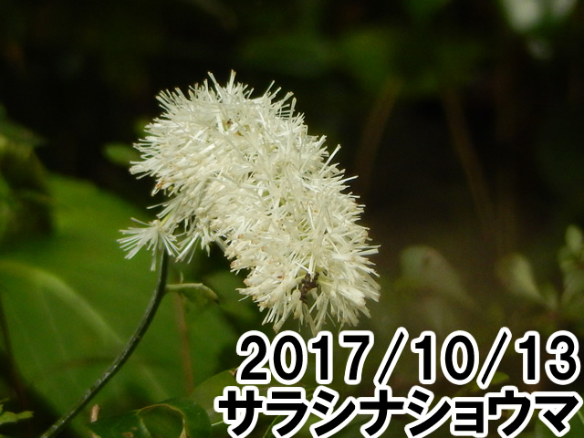 サラシナショウマ