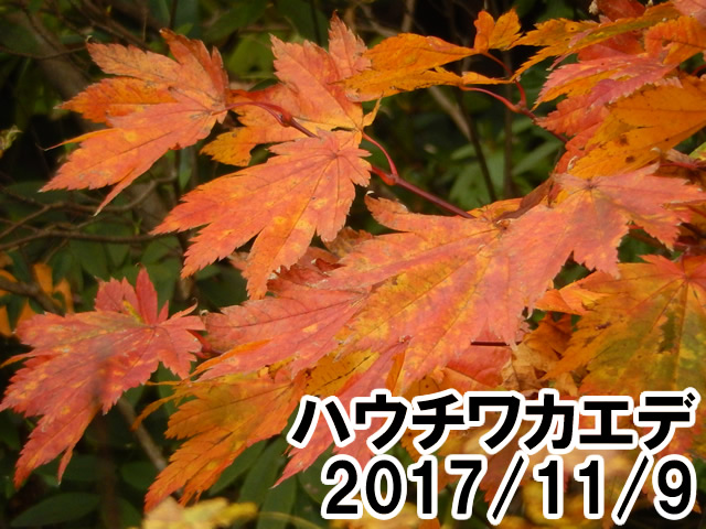 ハウチワカエデ