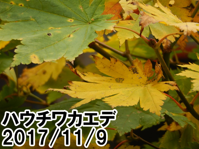 ハウチワカエデ