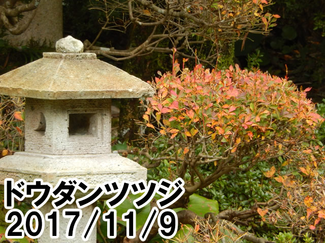 ドウダンツツジ