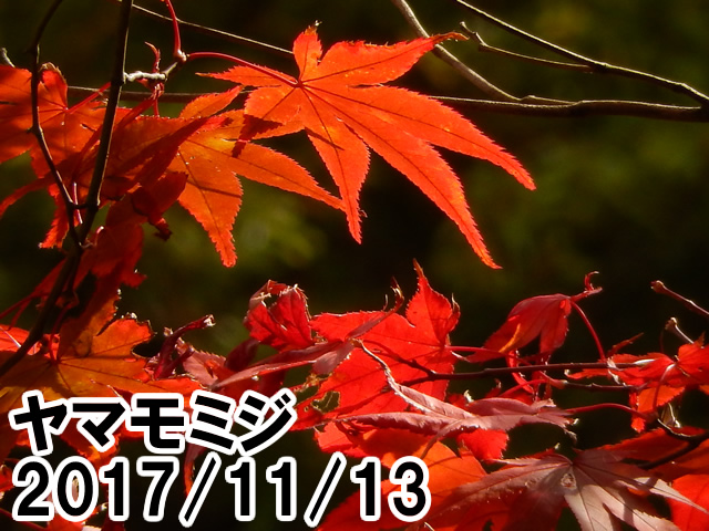 山もみじ