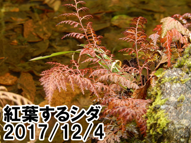 紅葉するシダ